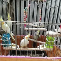 فروش عروس هلندی