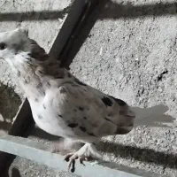 کبوتر پرشی هما سرور|پرنده|شهریار, شهرک بهاران (ویره)|دیوار