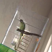 طوطی ملنگو سبز گمشده