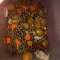 حلزون آلبینو|خزنده|قزوین, |دیوار