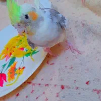 گمشده،عروس هلندی( مژدگانی میلیونی)|حیوانات|اصفهان, رسالت|دیوار