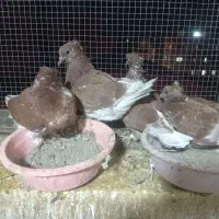 فروش تعدادی قرمز کلادار|پرنده|قائمشهر, |دیوار