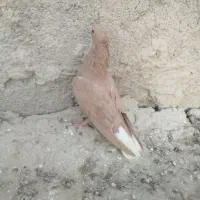 زرد دم سفید سرخ دم سفید ریش دم‌سفید زرد کاکل