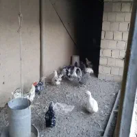 مرغ گلین وخرپس چهل تاج