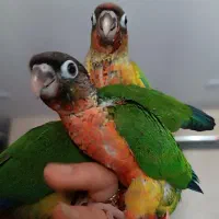 جوجه گرینچیک های ناز نازی