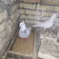 کبوتر رنگی چل سرخ