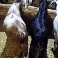 2راس بزغاله نر