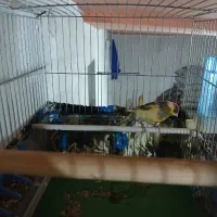 قناری نر|پرنده|میاندوآب, |دیوار