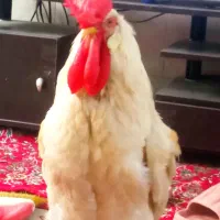 مرغ و خروس|حیوانات مزرعه|قم, حکمت شمالی|دیوار