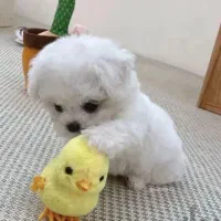 پودل عروسکی|سگ|اصفهان, بهارستان (مخابرات)|دیوار