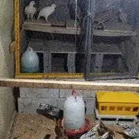خروس زیبا