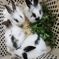 خرگوش کوچولو