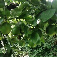 فروش پرتقال سردرختی|خوردنی و آشامیدنی|چابکسر, |دیوار