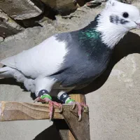 پرنده کبوتر