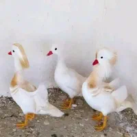 تخم نطفه دار اردک ماندارین