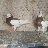 کبوتر
