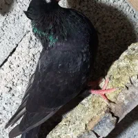 کبوتر زاغ آبادانی ماده