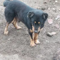 سگ گله|سگ|تالش, طولارود|دیوار