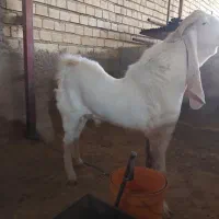 بز گلابی وارداتی|حیوانات مزرعه|فشاپویه, |دیوار