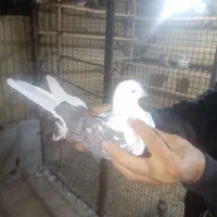 ۱۰ تا کفتر کبوتر. معاوضه با سهره. قناری