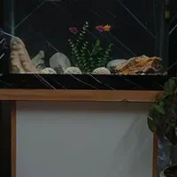 اکواریم|ماهی|اصفهان, فیض|دیوار