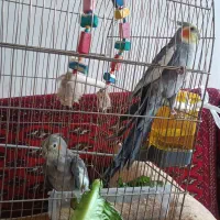 عروس هلندی با قفس و لوازم|پرنده|سبزوار, شرق کال شمالی|دیوار