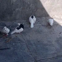 فروش فوری کبوتر