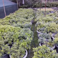 پیتسپروم وصال|گل و گیاه طبیعی|کلاچای, |دیوار