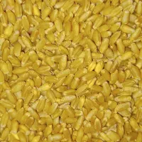 گندم بذر|لوازم جانبی حیوانات|رامشیر, |دیوار