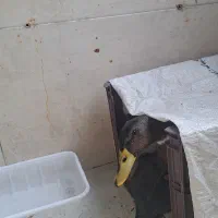 اردک|حیوانات مزرعه|نسیمشهر, |دیوار