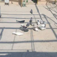 کبوتر درهم|پرنده|فلاورجان, |دیوار