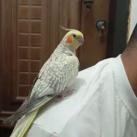 یه جفت عروس هلندی مولد