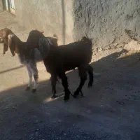 بزغاله های سه قلو|حیوانات مزرعه|اهر, |دیوار