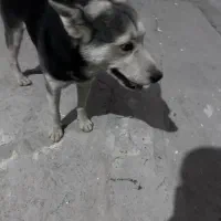 سگ پیداشده در خیابان خیام|حیوانات|کرج, گلشهر|دیوار