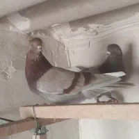 کبوتر پرشی|پرنده|آران و بیدگل, |دیوار