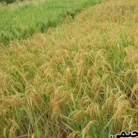 برنج