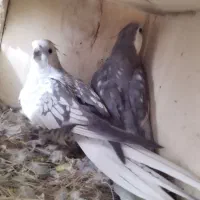 عروس هلندی نژاد وایت فیس و ایزابلا