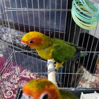 خورشیدی راهب عروس هلندی جوجه|پرنده|تهران, وحیدیه|دیوار