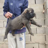 سگ الابای/توله سگ|سگ|رشت, گیل|دیوار