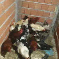 مرغ وخروس|حیوانات مزرعه|بابلسر, |دیوار