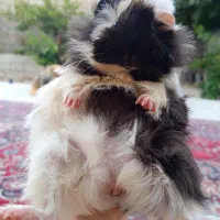 خوکچه هندی همستر خرگوش موش