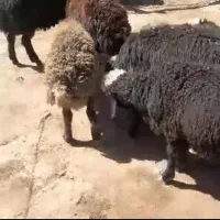 بره نرشینبش