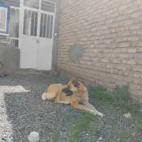 ماده گلگی دوساله