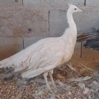 فروش طاووس ماده مصری وسفید|حیوانات مزرعه|کرمان, |دیوار