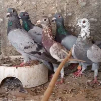 فروش تعدادی کبوتر پلاکی و رنگی در وراوی|پرنده|لامرد, |دیوار