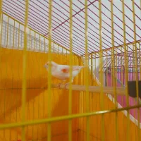 قناری موزاییکی