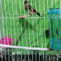 قناری سهره فنچ|پرنده|مشهد, کارگران|دیوار