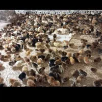 جوجه مرغ  اردک. غاز