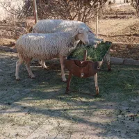 ۲راس،میش لاکن|حیوانات مزرعه|کرمان, |دیوار