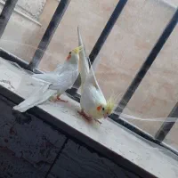 عروس هلندی مولد|پرنده|تهران, مسعودیه|دیوار